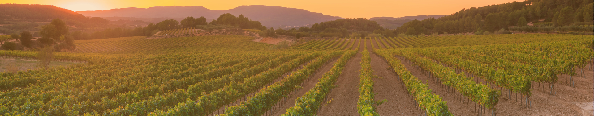 A vineyard property at sunset. 