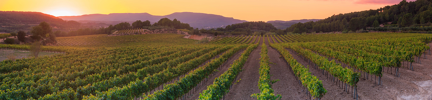 A vineyard property at sunset.